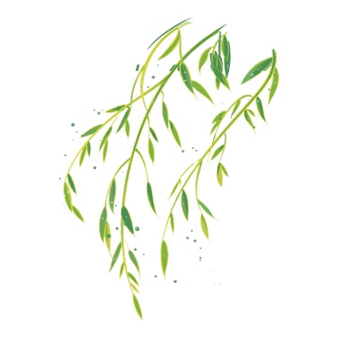 中国风-植物元素-柳枝
